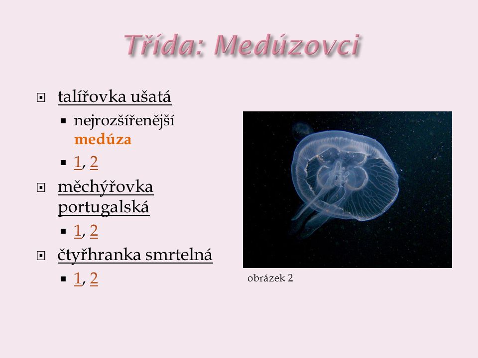 Třída: Medúzovci talířovka ušatá měchýřovka portugalská