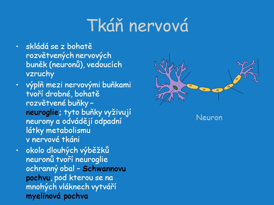 Tkáň nervová skládá se z bohatě rozvětvených nervových buněk (neuronů), vedoucích vzruchy.