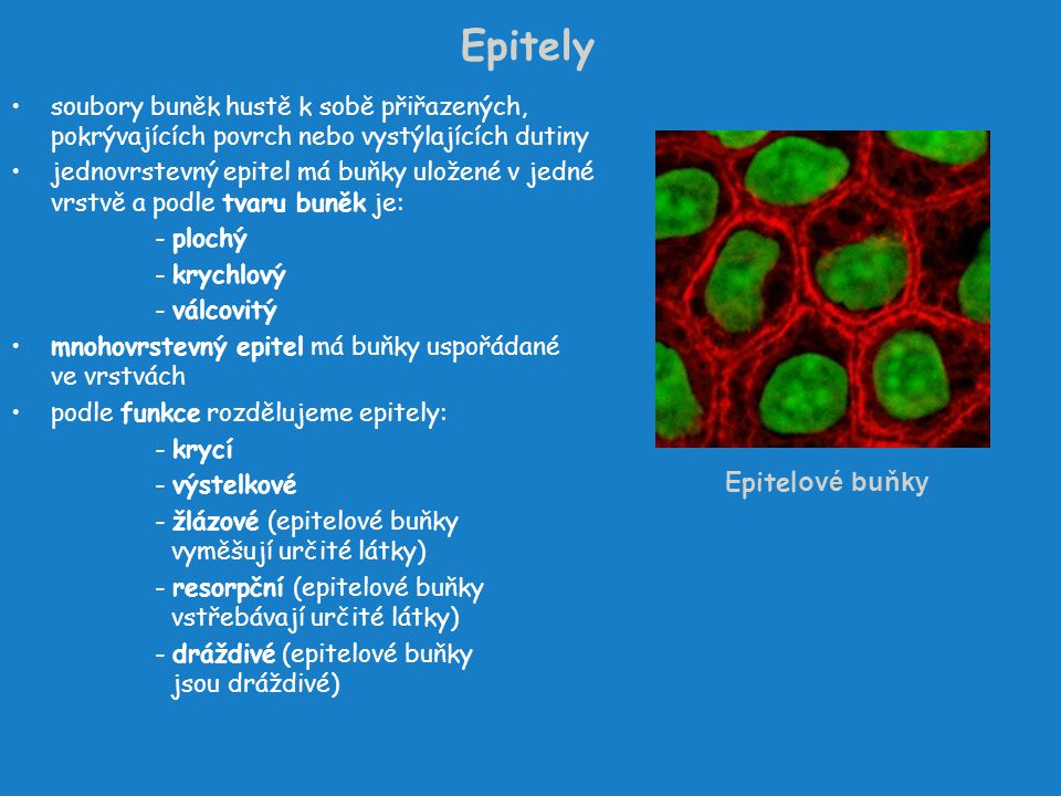 Epitely Epitelové buňky
