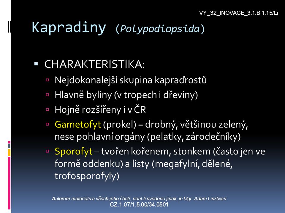 Kapradiny (Polypodiopsida)