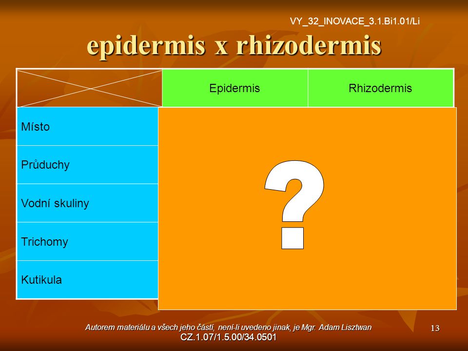 epidermis x rhizodermis