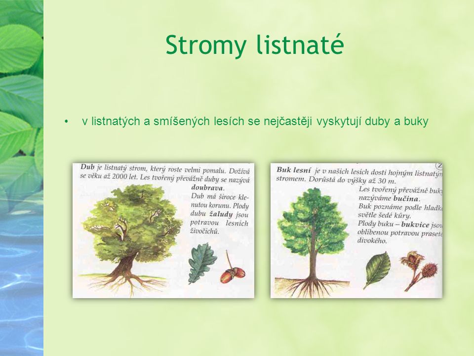 Stromy listnaté v listnatých a smíšených lesích se nejčastěji vyskytují duby a buky