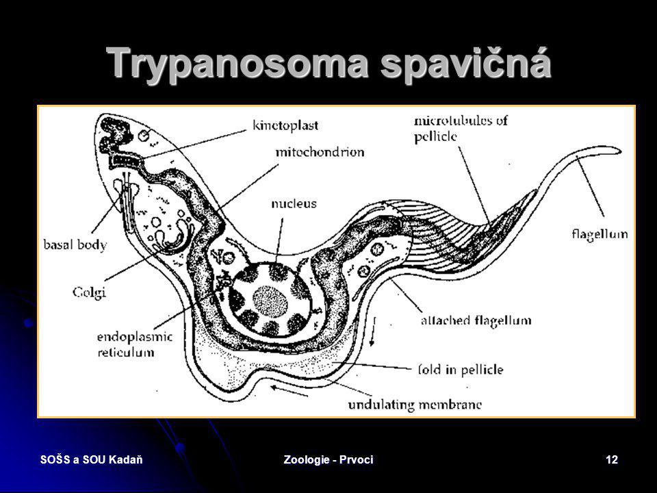 Trypanosoma spavičná SOŠS a SOU Kadaň Zoologie - Prvoci