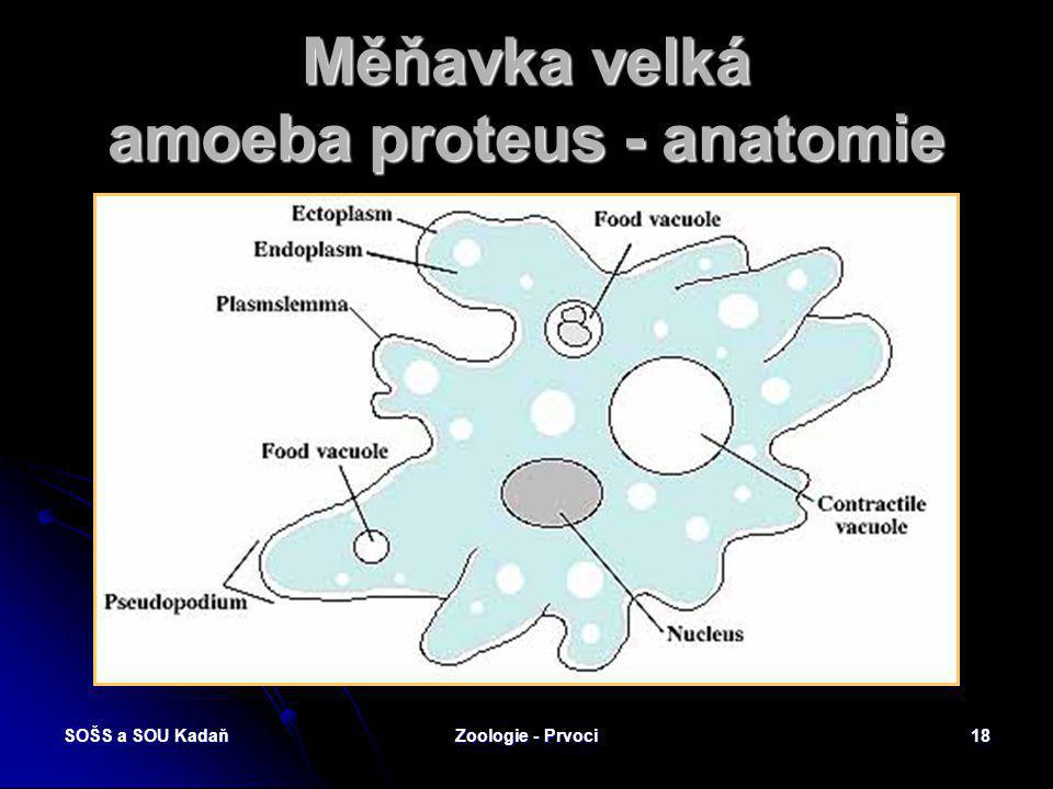 Měňavka velká amoeba proteus - anatomie