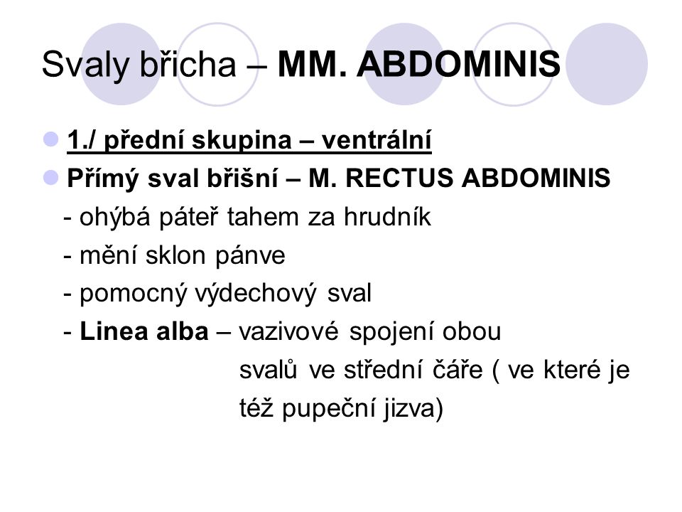 Svaly břicha – MM. ABDOMINIS