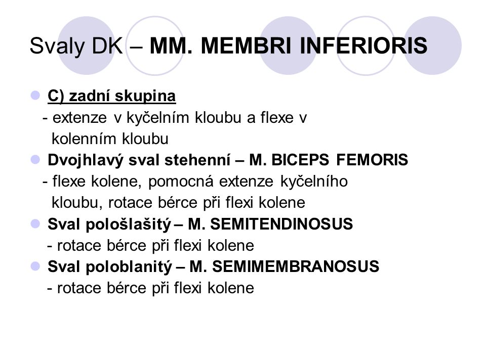 Svaly DK – MM. MEMBRI INFERIORIS