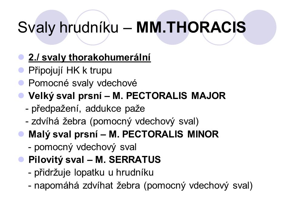 Svaly hrudníku – MM.THORACIS