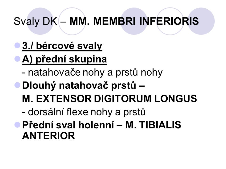 Svaly DK – MM. MEMBRI INFERIORIS