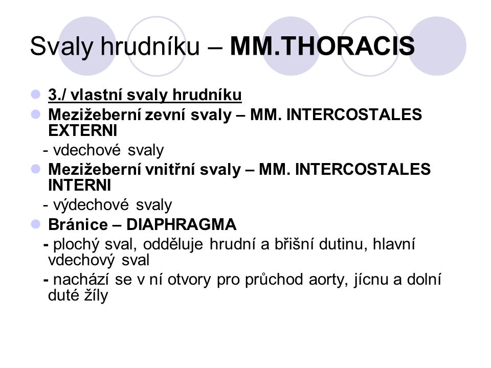 Svaly hrudníku – MM.THORACIS