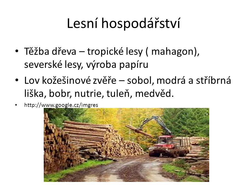 Lesní hospodářství Těžba dřeva – tropické lesy ( mahagon), severské lesy, výroba papíru.