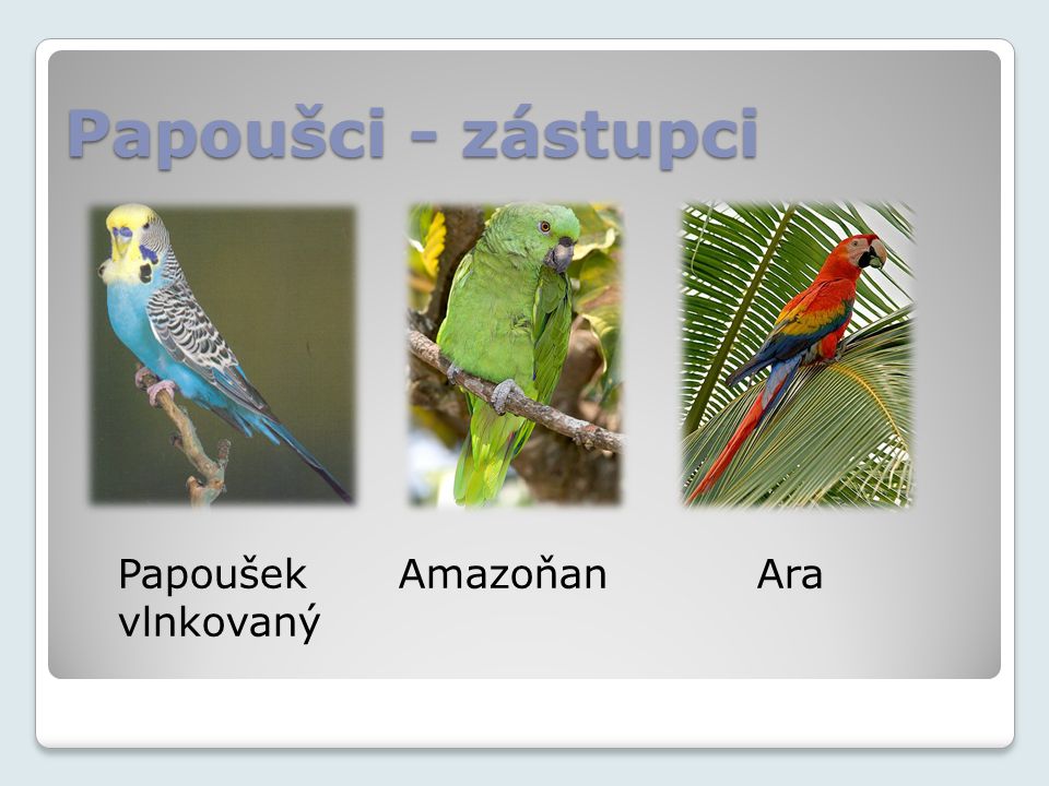Papoušci - zástupci Papoušek Amazoňan Ara vlnkovaný