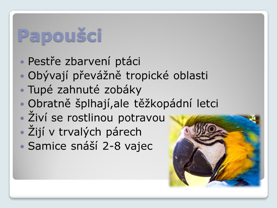 Papoušci Pestře zbarvení ptáci Obývají převážně tropické oblasti