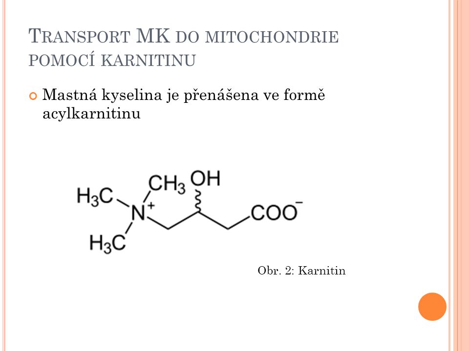 Transport MK do mitochondrie pomocí karnitinu