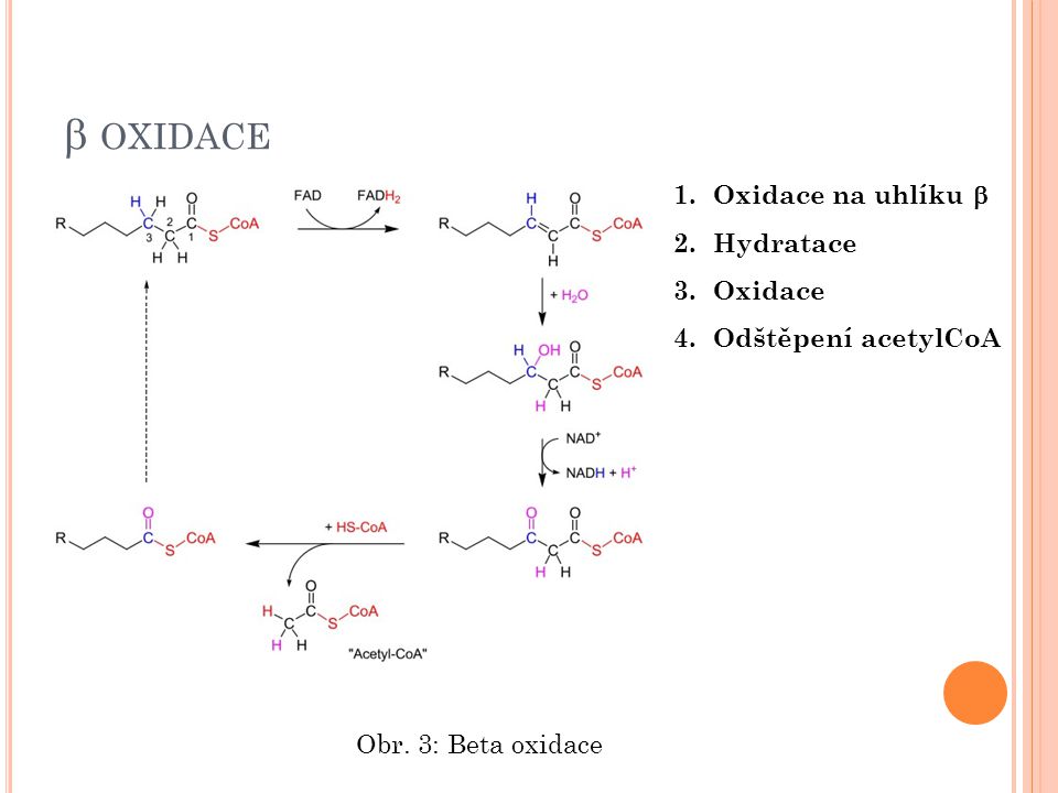  oxidace Oxidace na uhlíku  Hydratace Oxidace Odštěpení acetylCoA