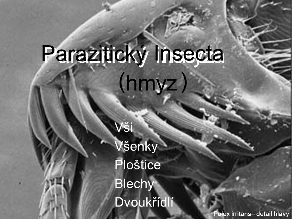 Parazitický Insecta hmyz Parazitický insecta hmyz ( ) hmyz Vši Všenky