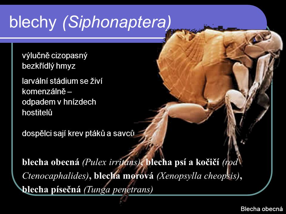 blechy (Siphonaptera)