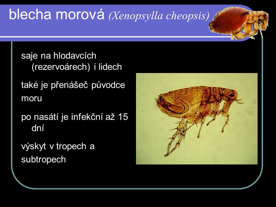 blecha morová (Xenopsylla cheopsis)