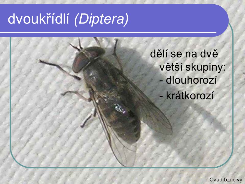 dvoukřídlí (Diptera) dělí se na dvě větší skupiny: - dlouhorozí