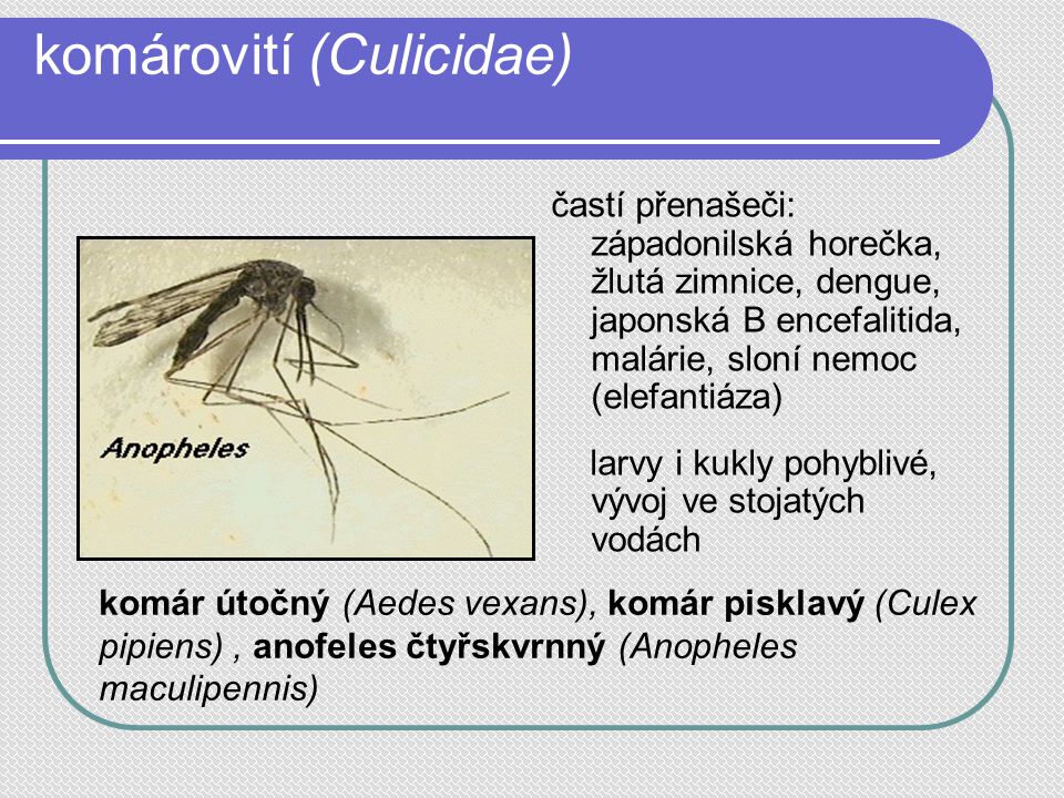 komárovití (Culicidae)
