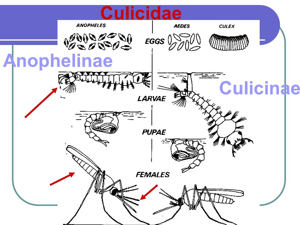 Culicidae Anophelinae Culicinae