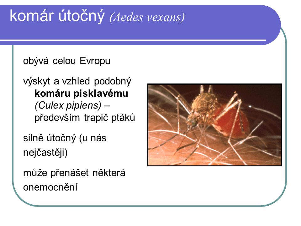 komár útočný (Aedes vexans)