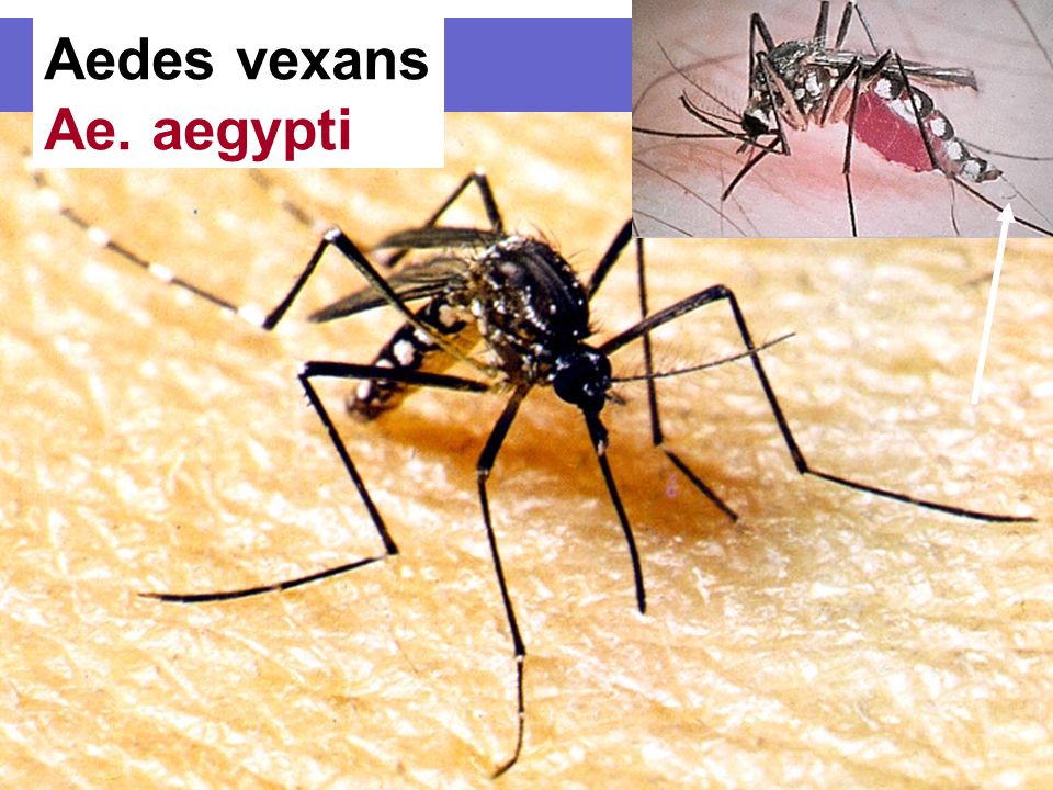 Aedes vexans Ae. aegypti
