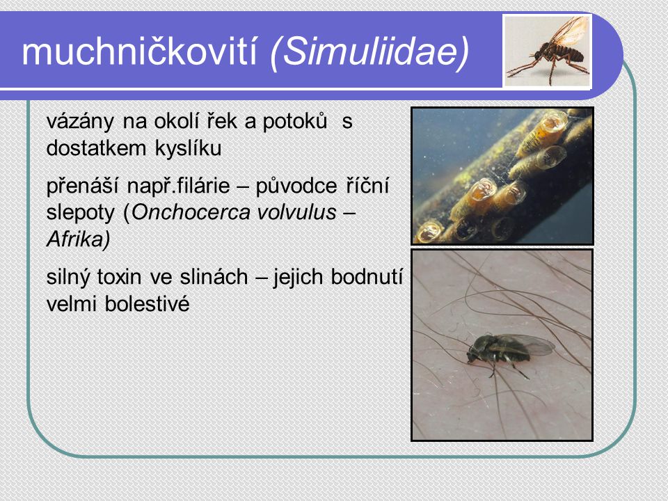 muchničkovití (Simuliidae)