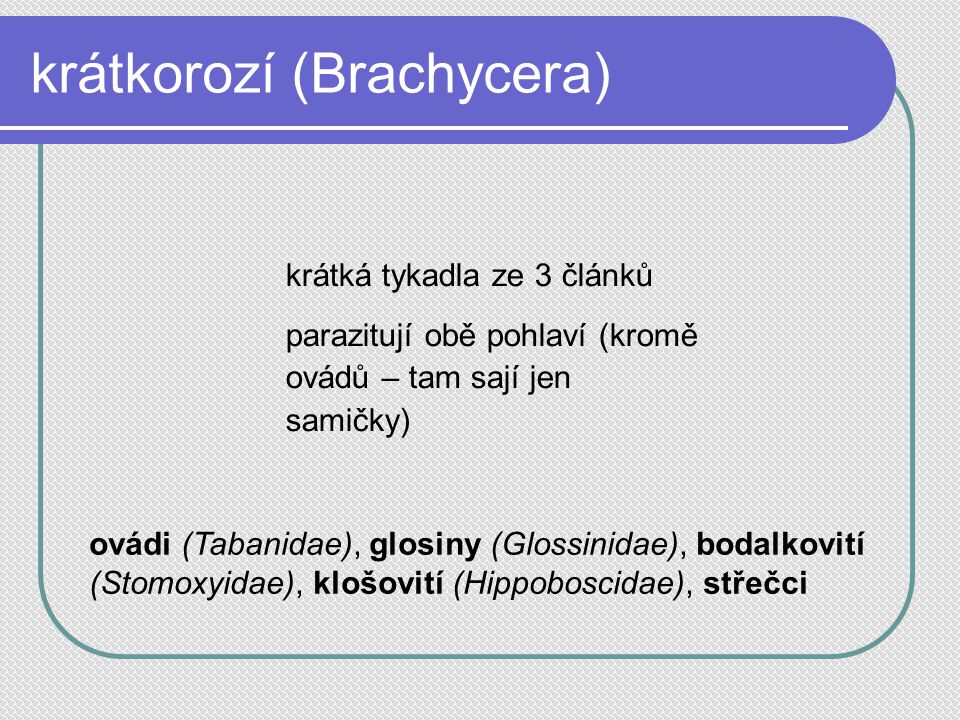 krátkorozí (Brachycera)