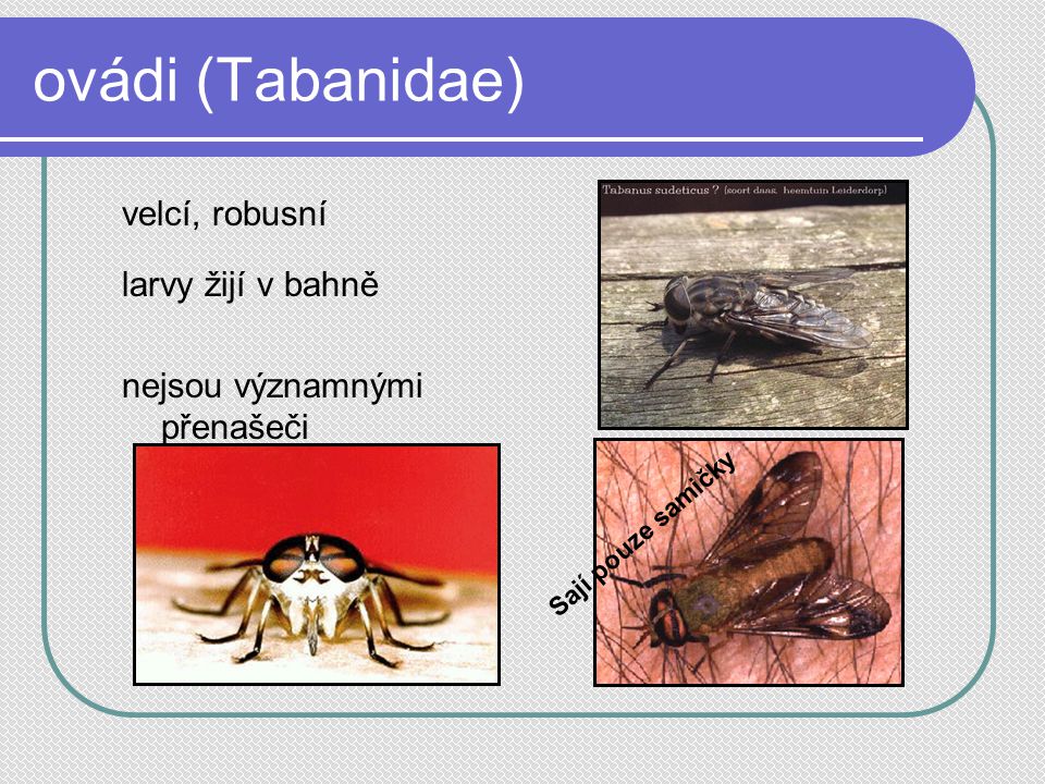 ovádi (Tabanidae) velcí, robusní larvy žijí v bahně