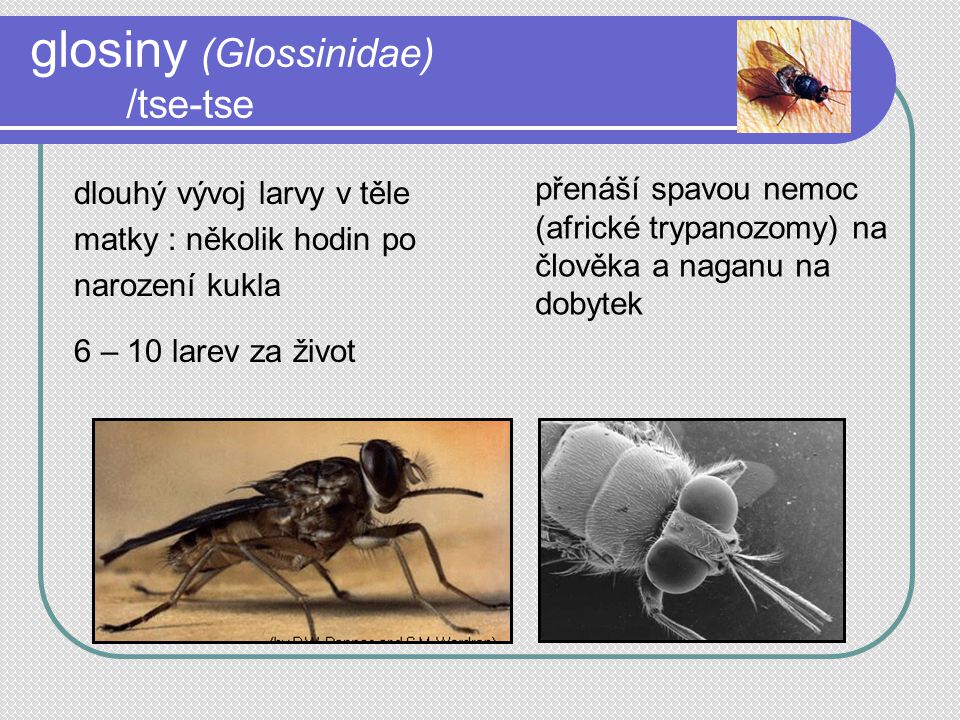 glosiny (Glossinidae) /tse-tse