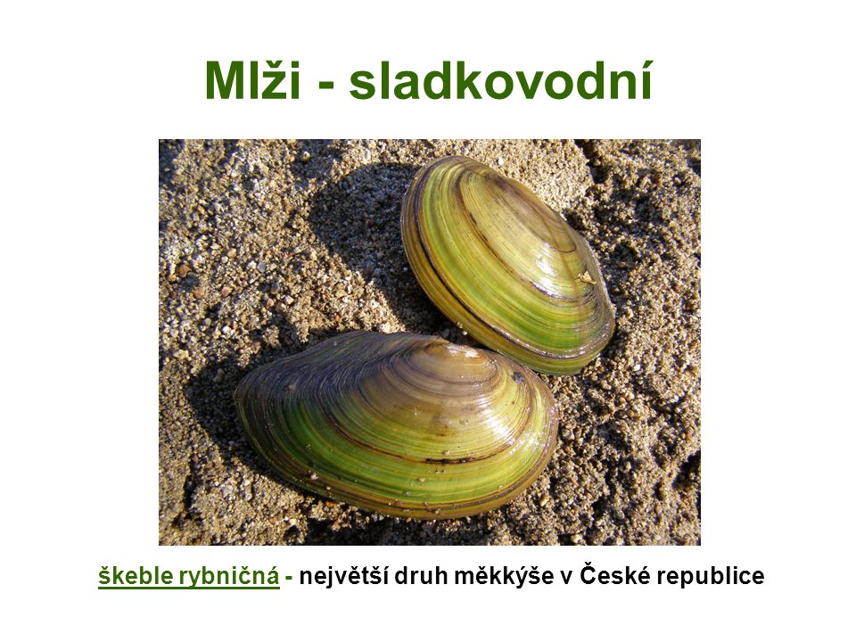 škeble rybničná - největší druh měkkýše v České republice