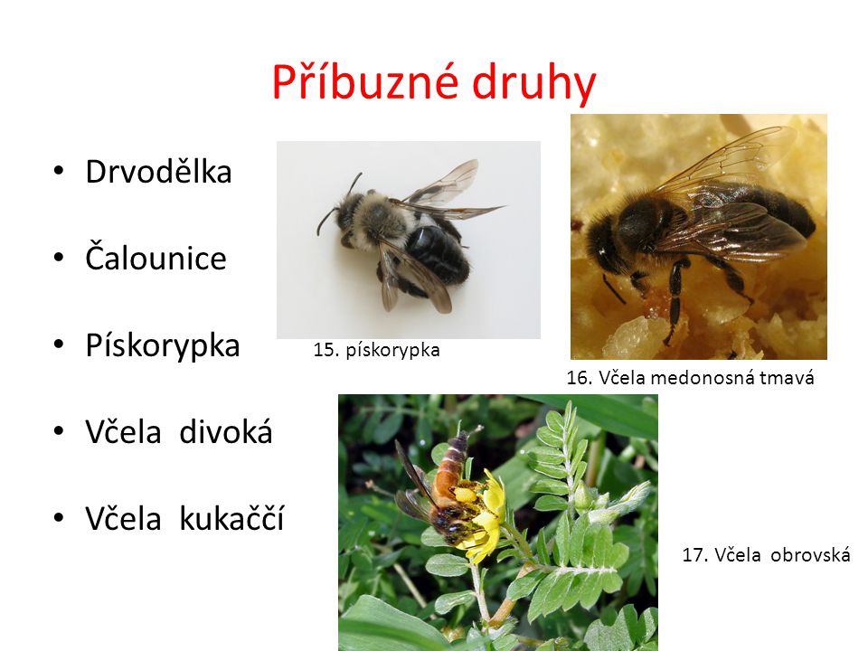 Příbuzné druhy Drvodělka Čalounice Pískorypka Včela divoká
