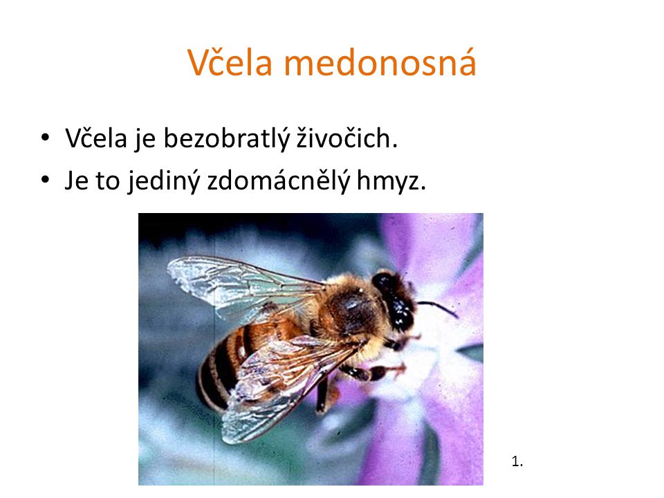 Včela medonosná Včela je bezobratlý živočich.