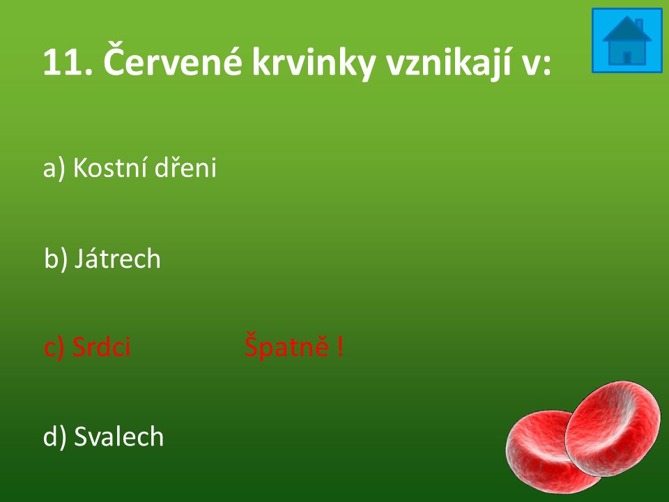 11. Červené krvinky vznikají v: