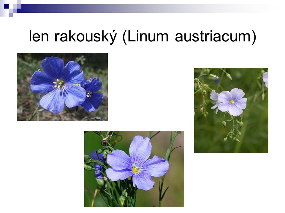 len rakouský (Linum austriacum)
