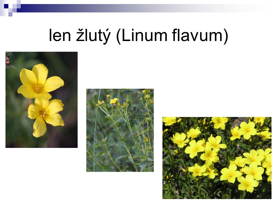 len žlutý (Linum flavum)