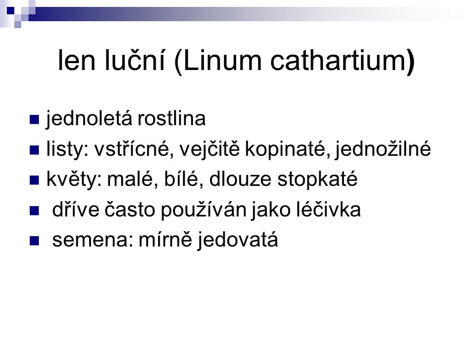 len luční (Linum cathartium)