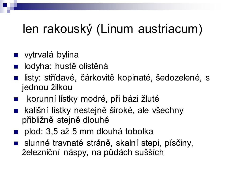 len rakouský (Linum austriacum)