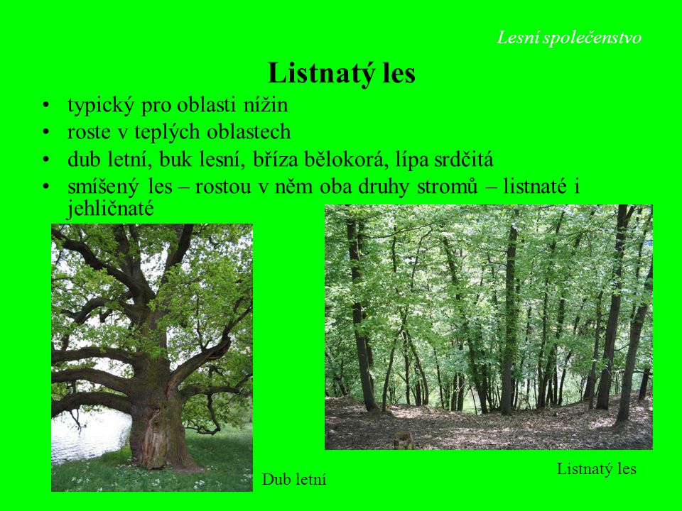 Listnatý les typický pro oblasti nížin roste v teplých oblastech
