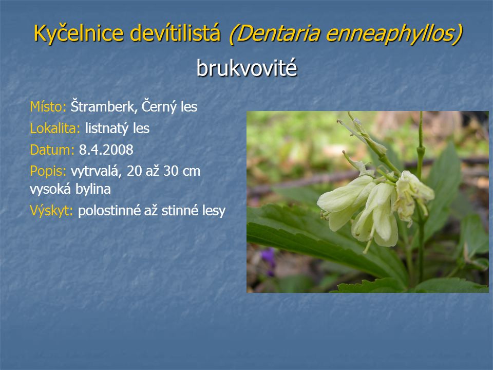 Kyčelnice devítilistá (Dentaria enneaphyllos) brukvovité