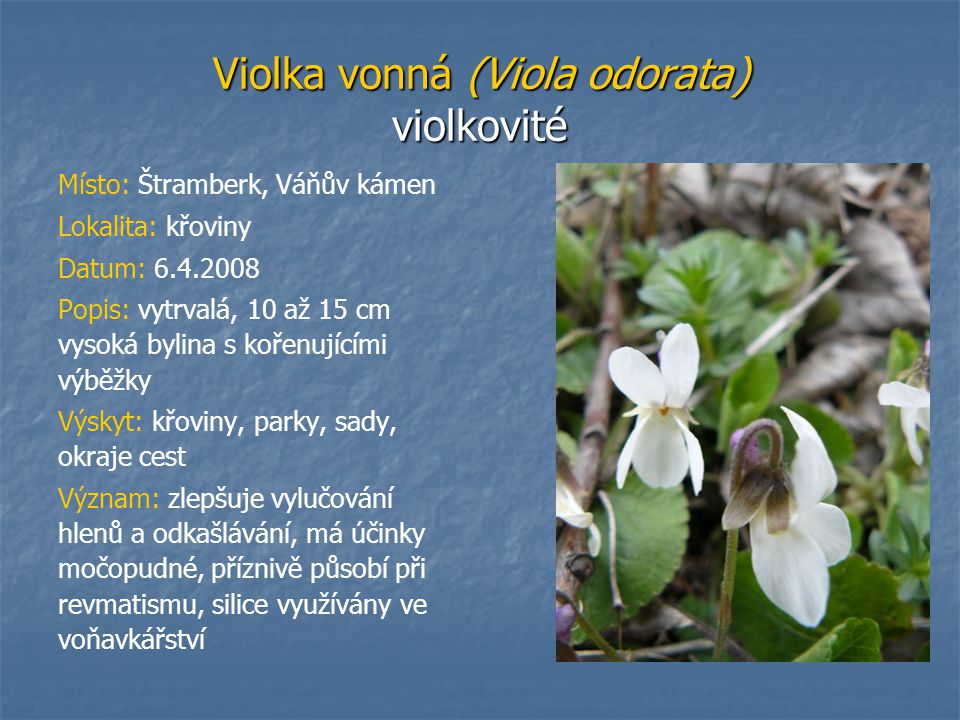 Violka vonná (Viola odorata) violkovité