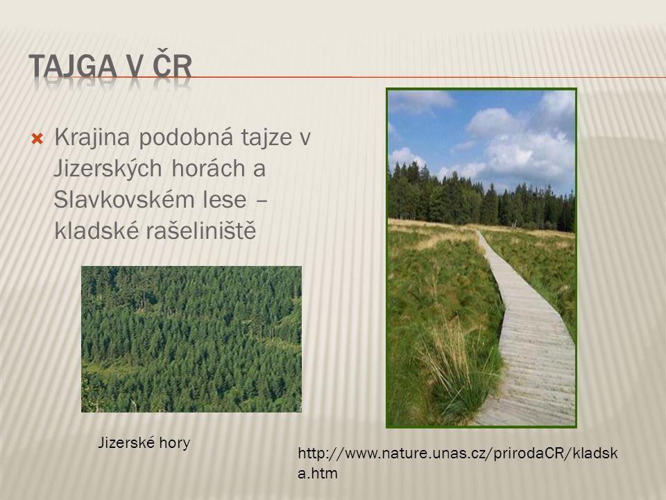 Tajga v ČR Krajina podobná tajze v Jizerských horách a Slavkovském lese – kladské rašeliniště. Jizerské hory.