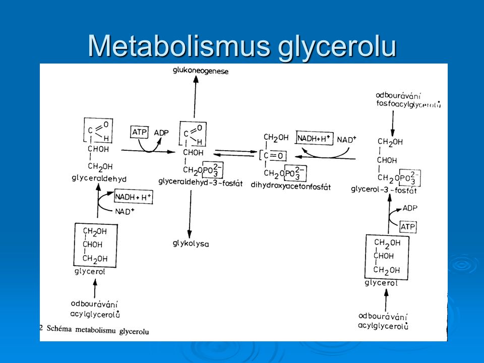 Metabolismus glycerolu