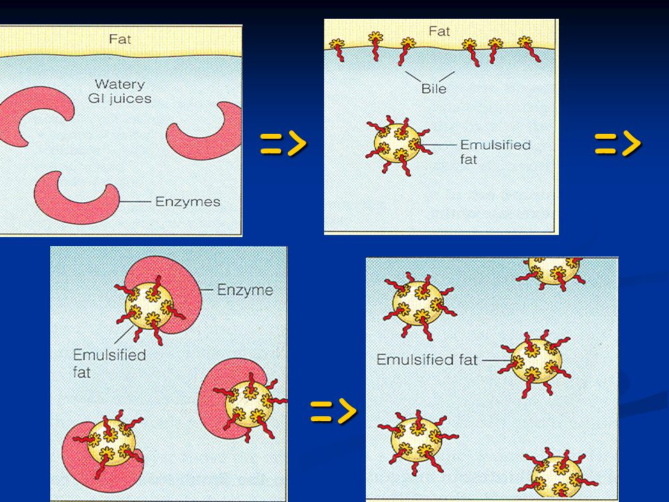 => => => V žaludku je tuk a vodní prostředí trávicích šťáv odděleno . Enzymy jsou ve vodném prostředí a nemohou působit na tuk.
