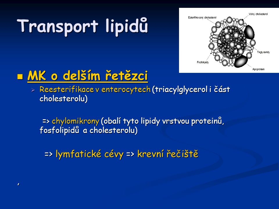 Transport lipidů MK o delším řetězci