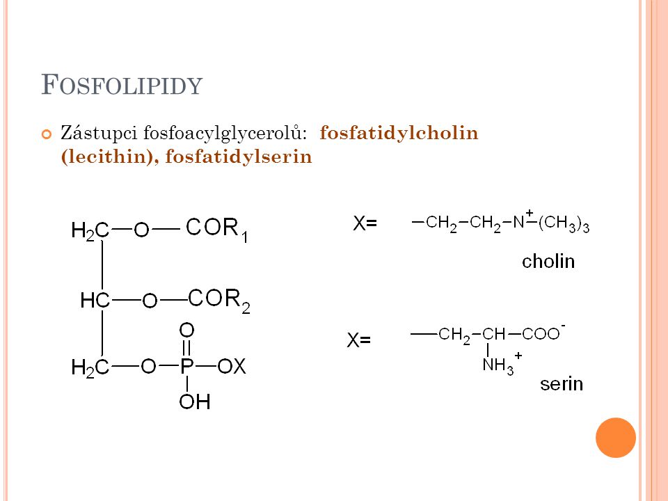 Fosfolipidy Zástupci fosfoacylglycerolů: fosfatidylcholin (lecithin), fosfatidylserin