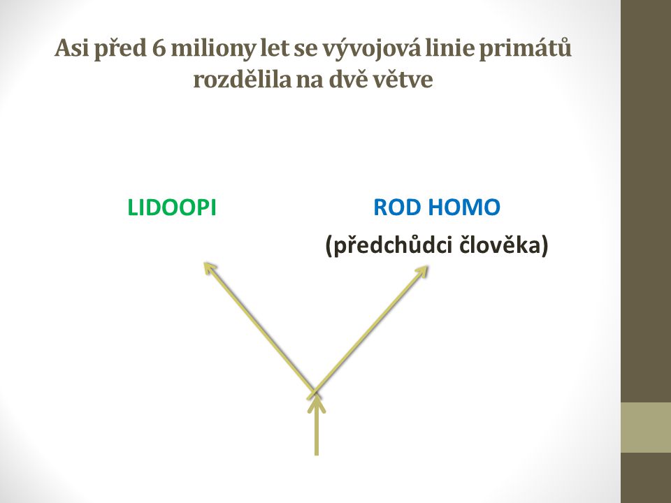 Asi před 6 miliony let se vývojová linie primátů rozdělila na dvě větve