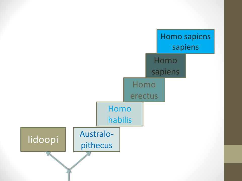 lidoopi Homo sapiens Homo erectus Homo habilis Australo-pithecus