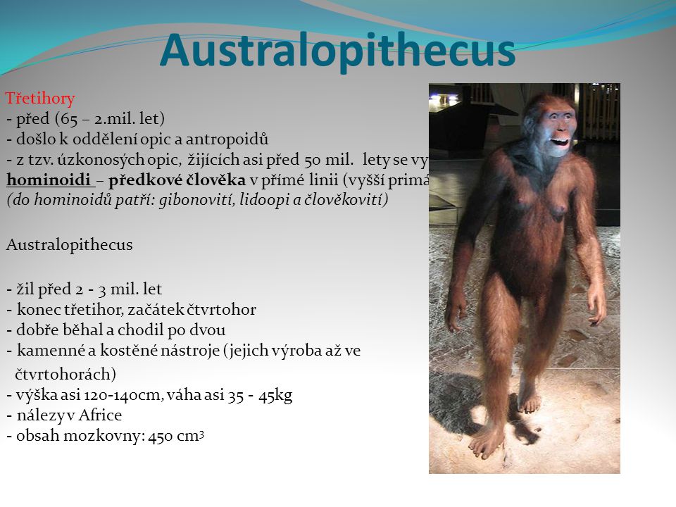 Australopithecus Australopithecus