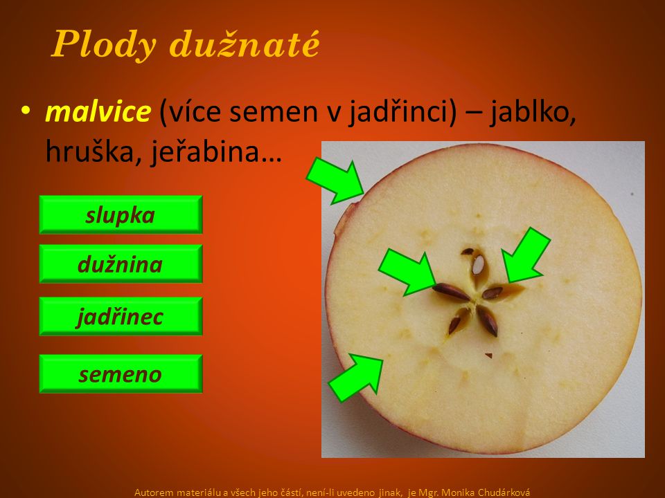 Plody dužnaté malvice (více semen v jadřinci) – jablko, hruška, jeřabina… slupka. dužnina. jadřinec.